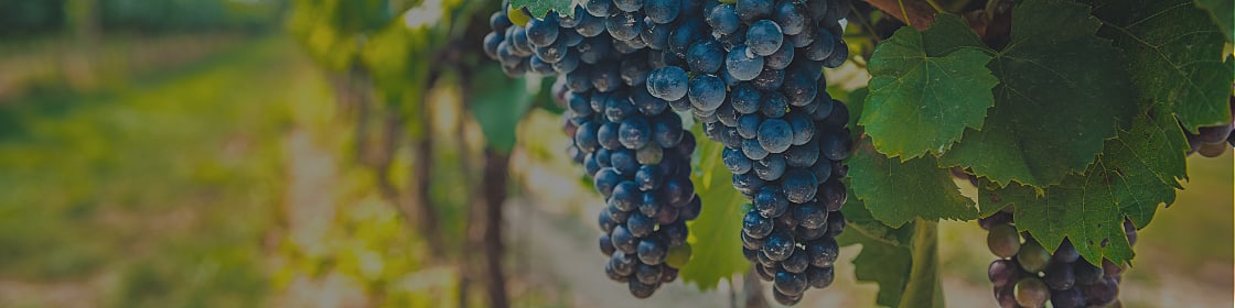 Rote, hängende Weintrauben in der Weinrebe