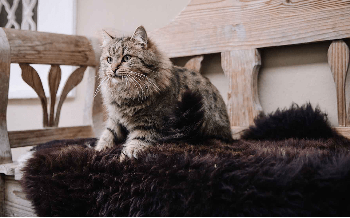 Katze sitzt auf handgegerbtem braunem Schaffell 