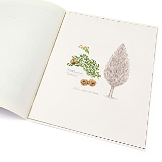 Handzeichnung Lebensbaum Zypresse