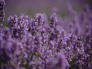 Bio Insektenspray Lavendel