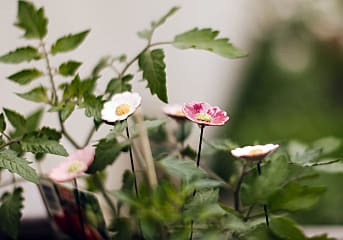 Gartenstecker Gänseblümchen 5er-Set