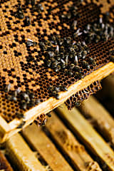 Kerzenfutter aus Bienenwachs